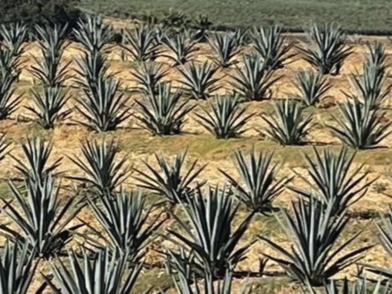 Field of agave plants courtesy of California Agave Council