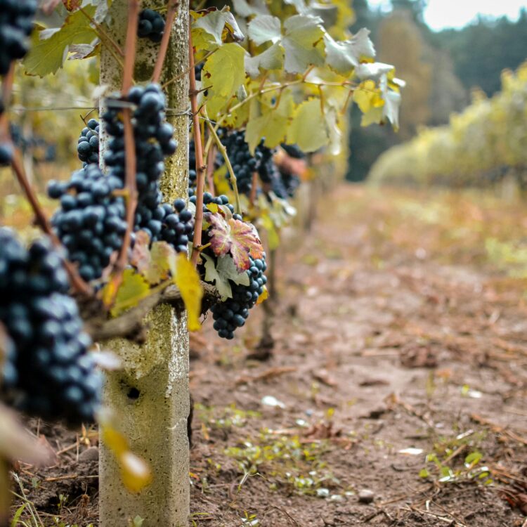 Grapes growing on vines and trellises  