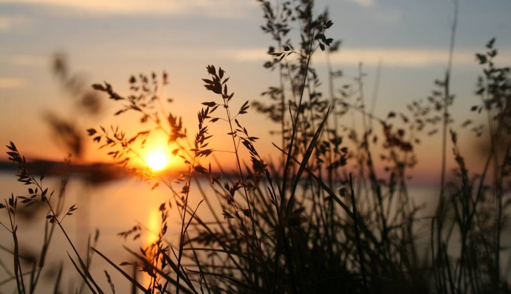 Silhouette of Grasses Against the Light of Setting Sun