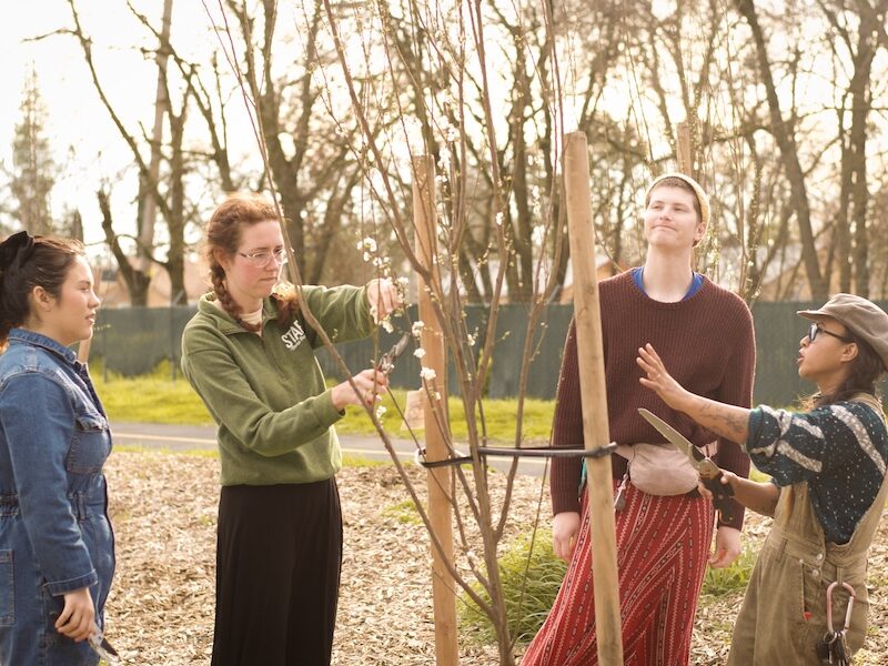 Orchard Pruning Workshop